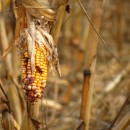 Rischio desertificazione quasi un quinto del territorio nazionale