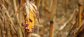 Rischio desertificazione quasi un quinto del territorio nazionale