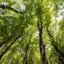 Ospedali “Green”: Carbon Sink per Compensare le Emissioni della Carta Asciugamani