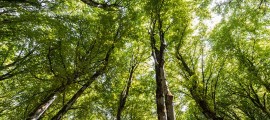 Ospedali “Green”: Carbon Sink per Compensare le Emissioni della Carta Asciugamani