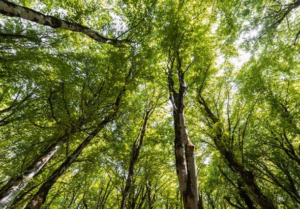 Ospedali “Green”: Carbon Sink per Compensare le Emissioni della Carta Asciugamani