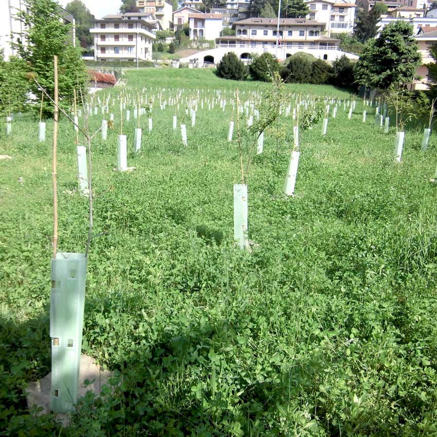 Ospedali “Green”: Carbon Sink per Compensare le Emissioni della Carta Asciugamani