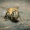 Lo studio del comportamento delle api in aiuto alle smart grids