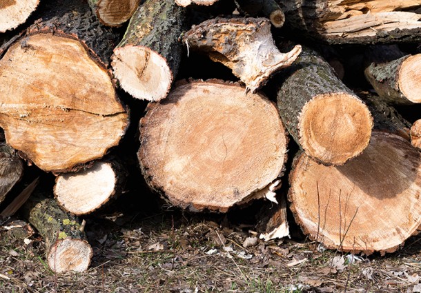 Legno: la sfida del design per aiutare l’ambiente