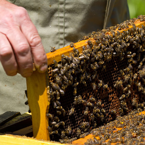 Bee my future: adottare un’arnia per salvaguardare la sicurezza alimentare