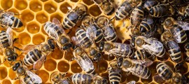 Bee my future: adottare un’arnia per salvaguardare la sicurezza alimentare