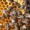 Bee my future: adottare un’arnia per salvaguardare la sicurezza alimentare