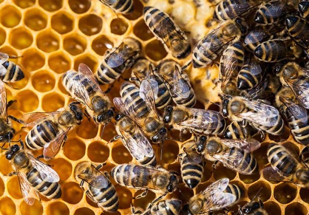 Bee my future: adottare un’arnia per salvaguardare la sicurezza alimentare