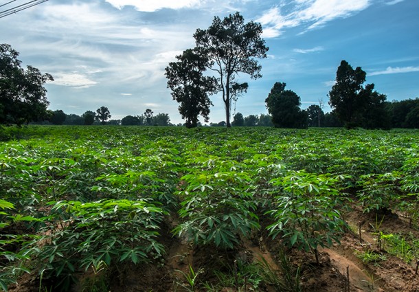 Thailandia: l’Energia arriva dalla Tapioca