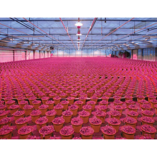 Nuove opportunità per i LED – Vertical Farming