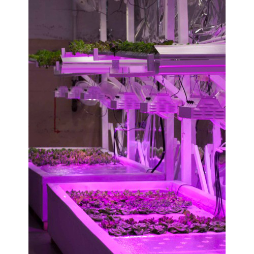 Nuove opportunità per i LED – Vertical Farming