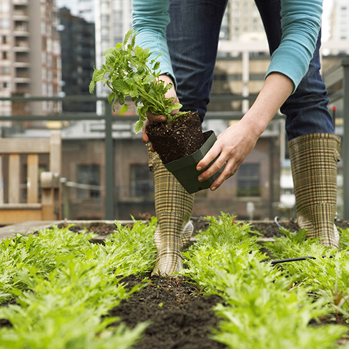 Scuola: i tetti diventano giardini. La lezione di agronomia è outdoor