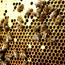 Bee my Future: adotta le api e ricevi energia pulita