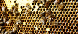 Bee my Future: adotta le api e ricevi energia pulita