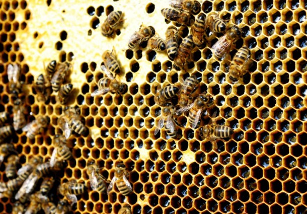 Bee my Future: adotta le api e ricevi energia pulita