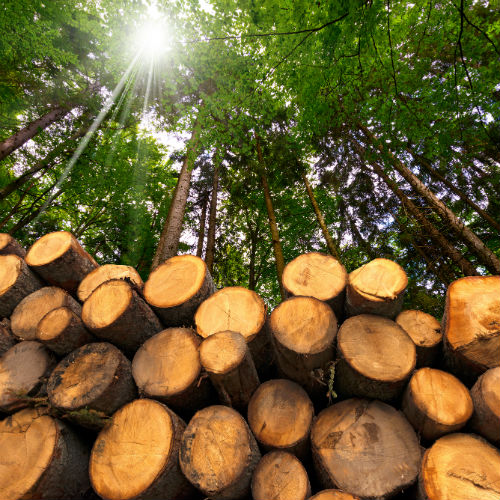 Biomasse solide: pilastro dell'economia circolare