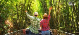 Ford sperimenta l’utilizzo del bambù per la produzione di componenti ecosostenibili ad ‘alta resistenza’