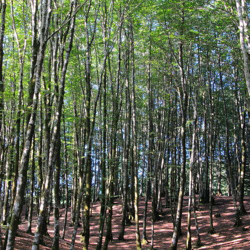 La bioeconomia delle foreste