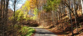 La bioeconomia delle foreste