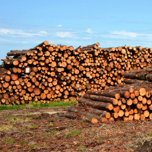 La bioeconomia delle foreste