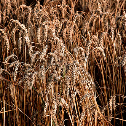 agricoltura biodinamica, preparati vegetali agricoltura biodinamica, agricoltori biodinamici, maria thun