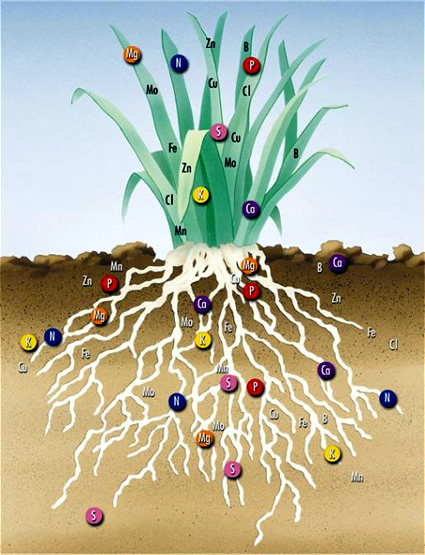 agricoltura biodinamica, preparati vegetali agricoltura biodinamica, agricoltori biodinamici, maria thun