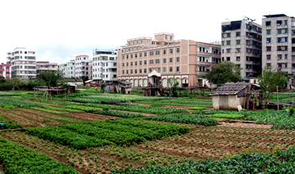 agricoltura biologica, agricoltura biologica cina, alimentazione biologica, city farm, agricoltori biologici cina, agricoltura cina