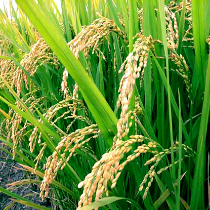 agricoltura e desertificazione, terre a rischio di desertificazione, agricoltura indiana, desertificazione in india