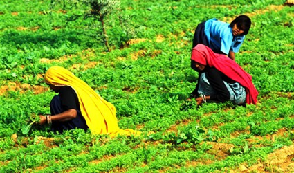 agricoltura e desertificazione, terre a rischio di desertificazione, agricoltura indiana, desertificazione in india