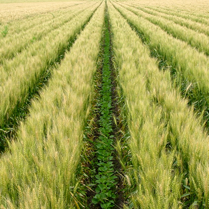 agricoltura intensiva, azoto acqua, nitriti e nitrati, nitrati acqua, inquinamento idrico, azoto e agricoltura