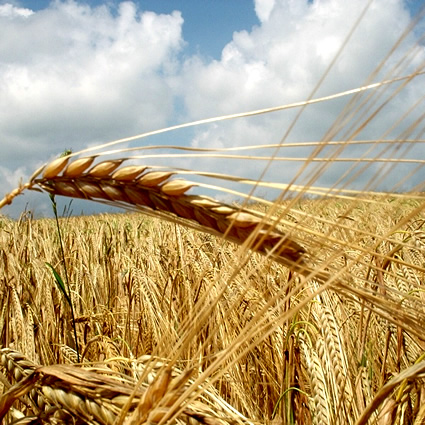 corso agricoltura biodinamica