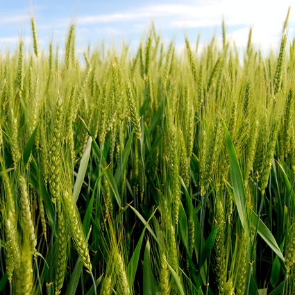 agricoltura biodinamica, agricoltura sostenibile, corso agricoltura biodinamica, agricoltura biodinamica corso, associazione agricoltura biodinamica italia, associazione agrcioltura biodinamica