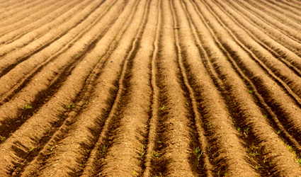 fertilità della terra, lombrico, lombrichi, come allevare lombrichi, fertilità del suolo, lombricoltura