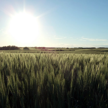 riscaldamento terrestre, biogeoingegneria, geoingegneria, riscaldamento terrestre, raffreddare il clima, riflettere la luce del sole