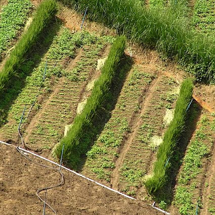 vetiver, vetiver agricoltura, agricoltura sostenibile, agricoltura vetiver, vetiver biomassa, vetiver carbonio