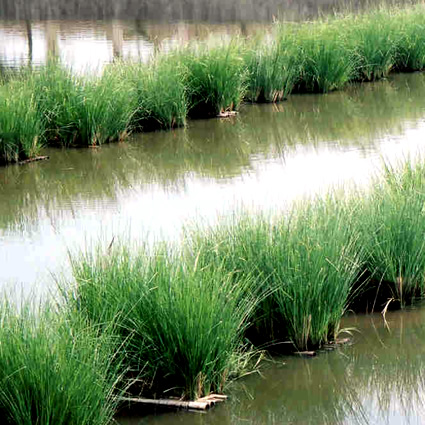 vetiver, vetiver agricoltura, agricoltura sostenibile, agricoltura vetiver, vetiver biomassa, vetiver carbonio