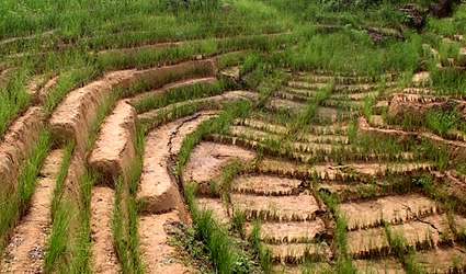 vetiver, vetiver agricoltura, agricoltura sostenibile, agricoltura vetiver, vetiver biomassa, vetiver carbonio