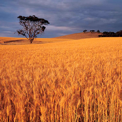 agricoltura sostenibile, agricoltura biologica, agricoltura e cambiamento climatico, agricoltura cop15, cop15