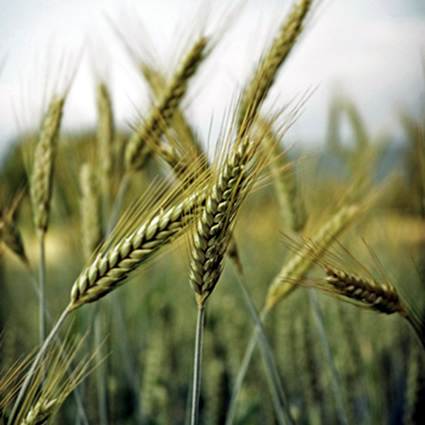 agricoltura sostenibile, agricoltura naturale, piante perenni agricoltura sostenibile, piante perenni, biodiversità, agricoltura e biodiversità