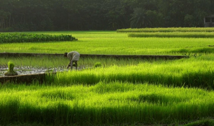 agricoltura sostenibile, agricoltura naturale, piante perenni agricoltura sostenibile, piante perenni, biodiversità, agricoltura e biodiversità