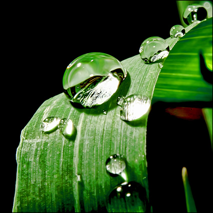 agricoltura sostenibile, agricoltura naturale, piante perenni agricoltura sostenibile, piante perenni, biodiversità, agricoltura e biodiversità