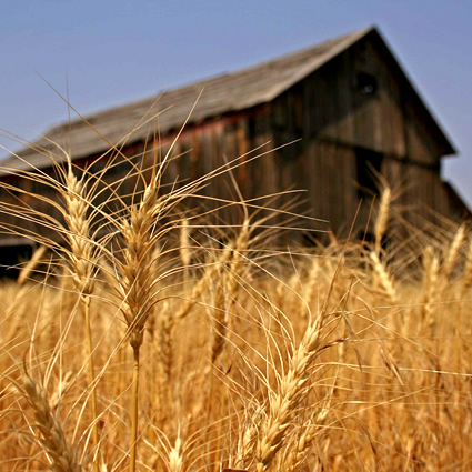 agricoltura sostenibile, bill gates e agricoltura sostenibile, agricoltura sostenibile e bill gates