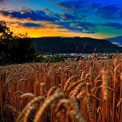 alimentazione biologica, prodotti biologici, agricoltura biologica, prodotto biologico, alimento biologico, definizione agricoltura biologica