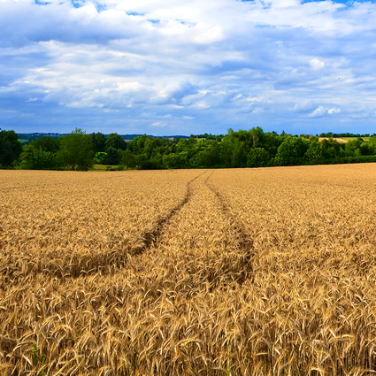 alimentazione biologica, prodotti biologici, agricoltura biologica, prodotto biologico, alimento biologico, definizione agricoltura biologica