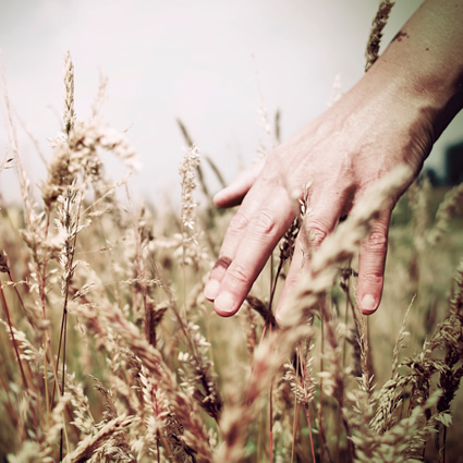 co2, carbone agricolo, co2 carbone agricolo, terreno e carbone  agricolo