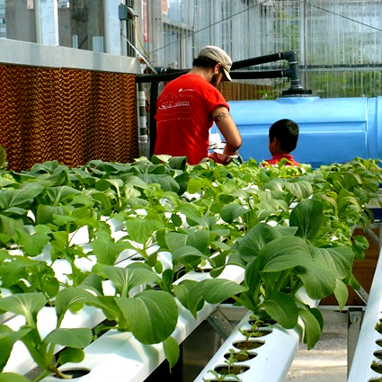 agricoltura idroponica, agricoltura idroponica urbana, agricoltura urbana idroponica, agricoltura urbana, agricoltura in città, idroponica