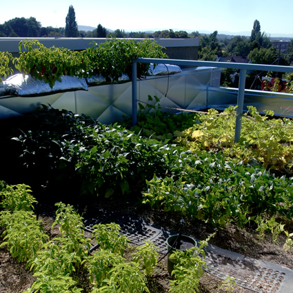 agricoltura urbana, alimentazione e agricoltura urbana, produzione alimentare locale, produzione agricola locale