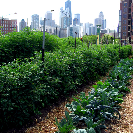 agricoltura urbana, alimentazione e agricoltura urbana, produzione alimentare locale, produzione agricola locale