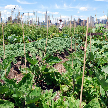 fattoria urbana, agricoltura urbana, fattorie urbane, agricoltura e fattorie urbane, agricoltura biologica urbana