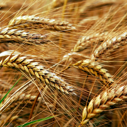 buono come il pane, buono come il pane alimentazione sostenibile, alimentazione sostenibile, alimentazione sostenibile buono come il pane